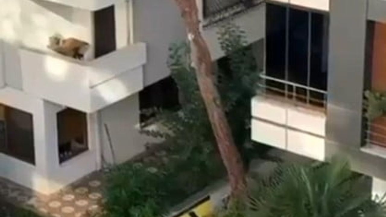 Maltepe’de mahalle sakinleri kadına şiddete taşla müdahale etti