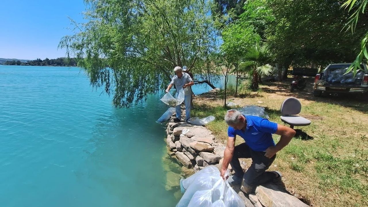 Manavgat’ta 400 bin balık yavrusu baraj gölünde bırakıldı