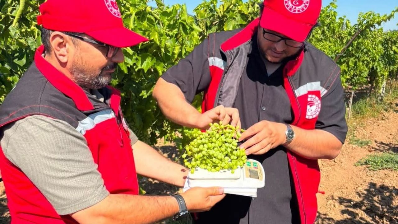 Manisa bağlarında rekolte tespit çalışmaları hız kazandı
