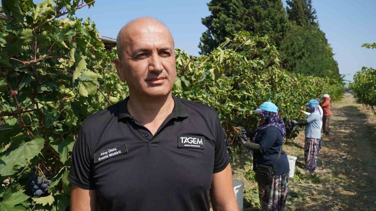 Manisa'da enstitü destekli erken hasatla üzüm sezonu bereket bekliyor