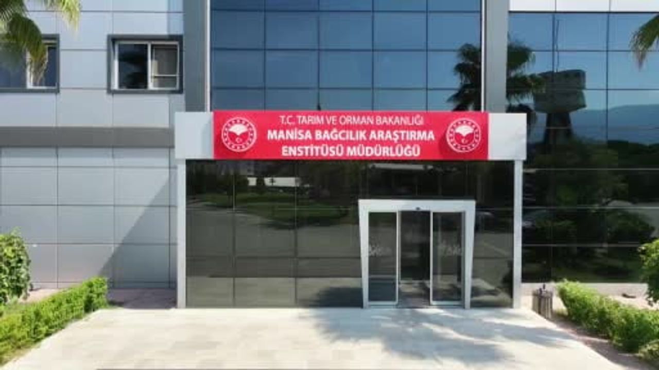 Manisa'da Spil Karası ile yaş üzüm sezonu iklimin geciktirdiği umutlu başlangıç