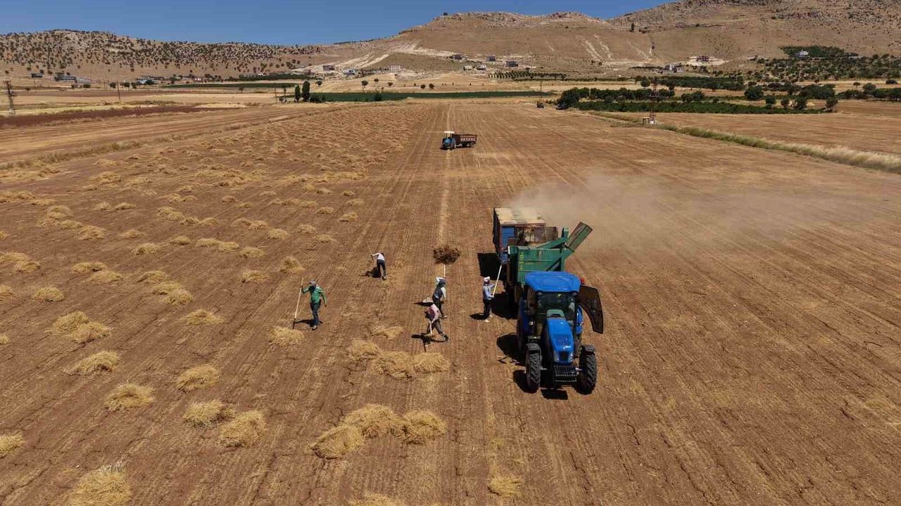 Mardin'in Mazıdağı'nda 40 dereceyi aşan sıcakta yoğun mercimek hasadı