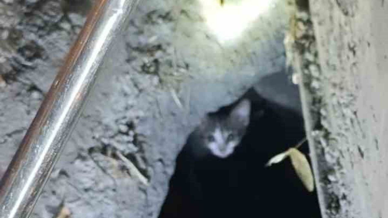 Mazgalda 3 gün mahsur kalan kedi, 2 saatlik çalışmayla kurtarıldı