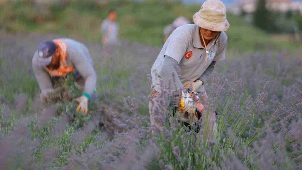 Merkezefendi'nin mor rotası: lavanta bahçesinden yağ şişelerine