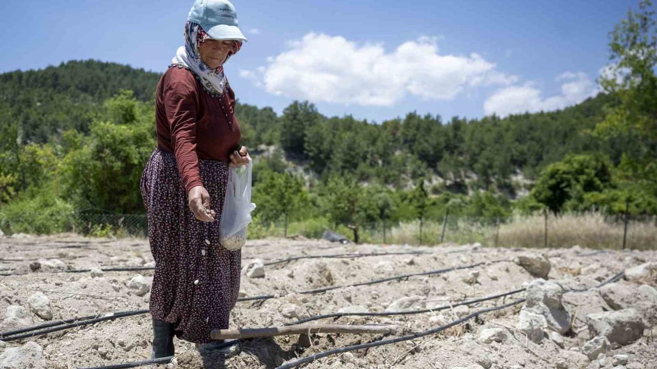 Mersin'de atalık leklek fasulyesi yeniden toprakla buluştu