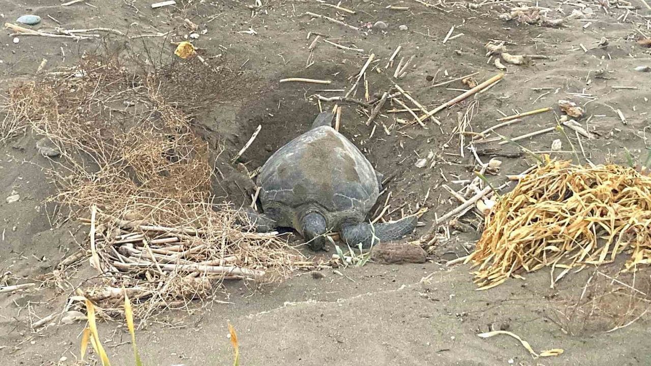Mersin'de popülasyonu artıyor: caretta carettaların yuvalaması geç başladı, yoğun sürüyor