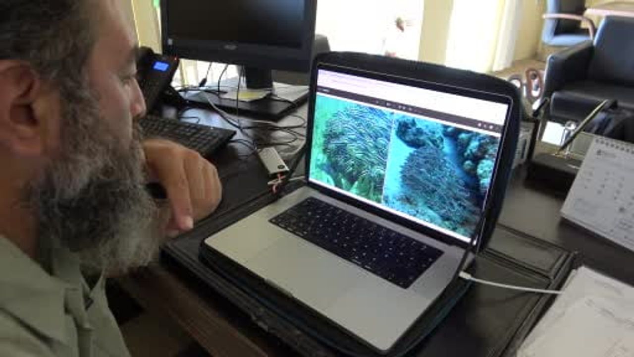 Mersin sahillerinde çizgili kedi balığı uyarısı