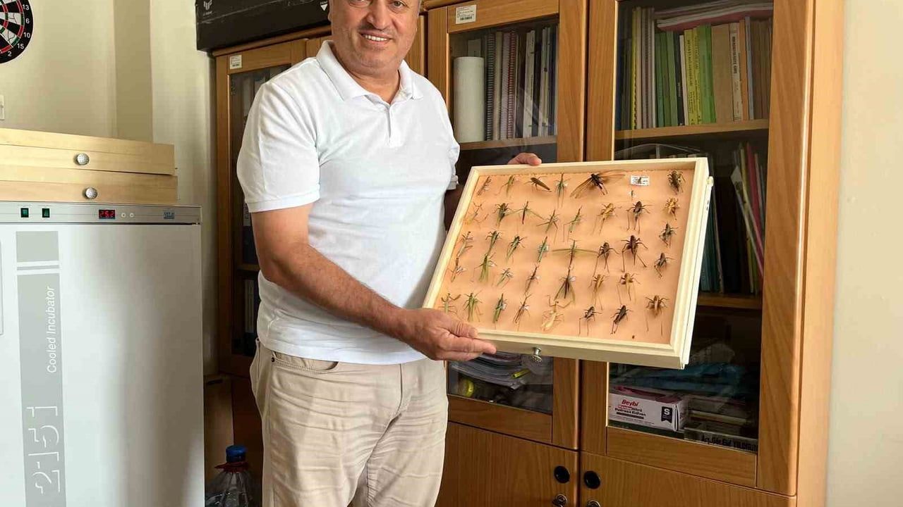 mevsimsel koşullar çekirge hareketliliğini artırdı, salgın değil