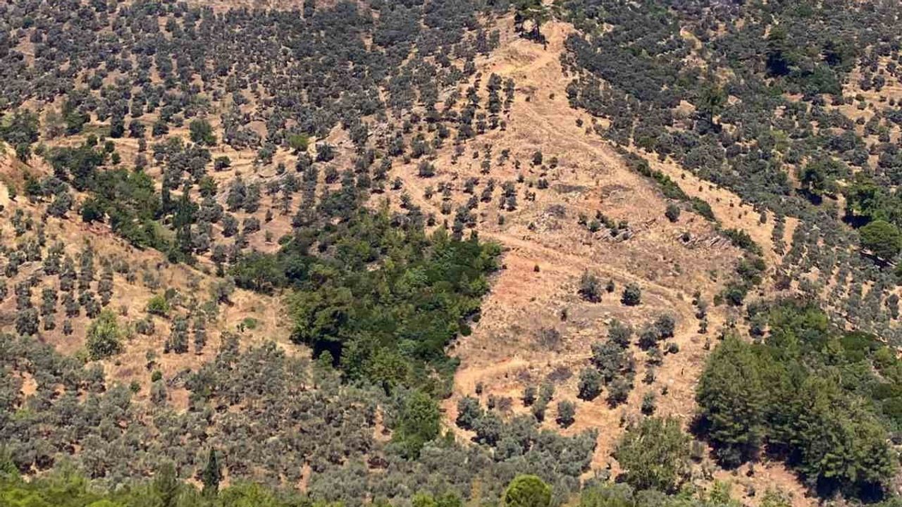 Milas'ta kara ve hava ekiplerinin müdahalesiyle ziraat yangını söndürüldü