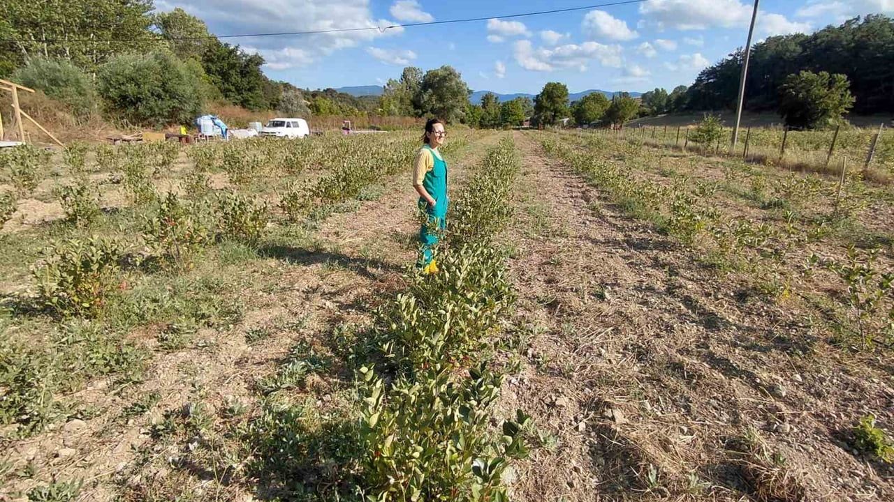 Mudurnu'da organik aronya bahçesi hasada hazırlanıyor