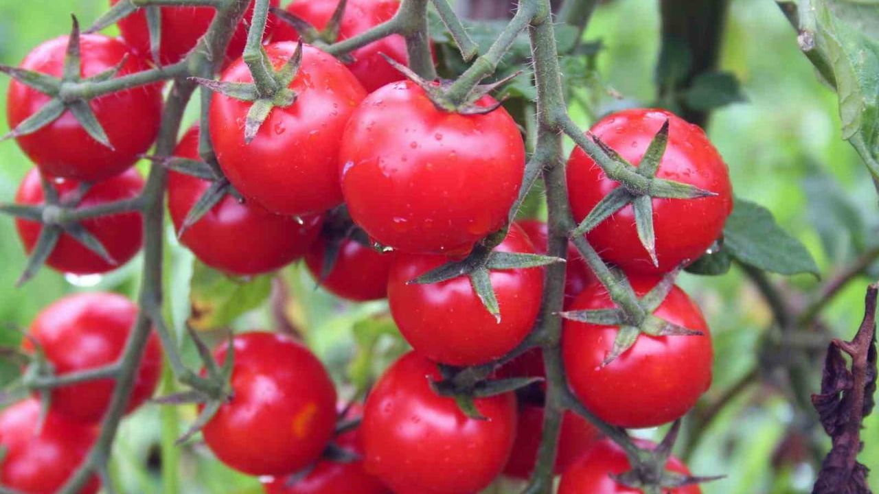 Muğla mayısta 71 milyon 870 bin TL dış ticaret fazlası verdi