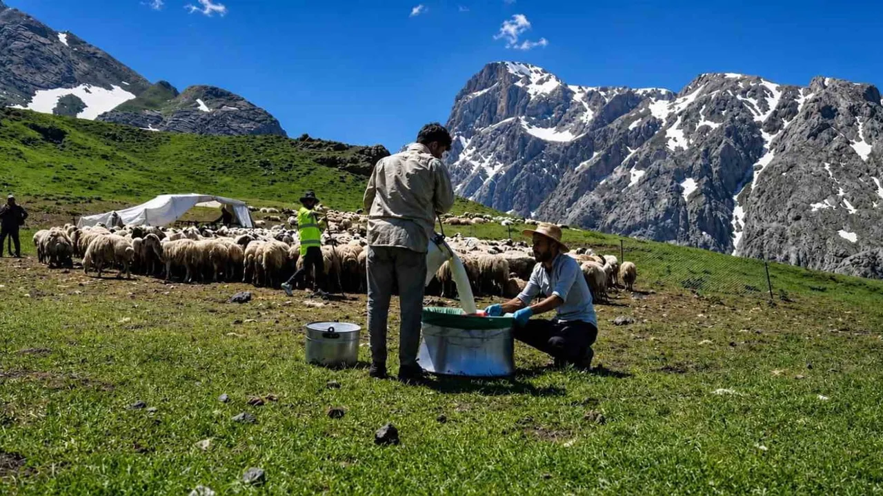 Munzur yaylalarında tescilli Erzincan Tulum Peyniri üreten göçerler