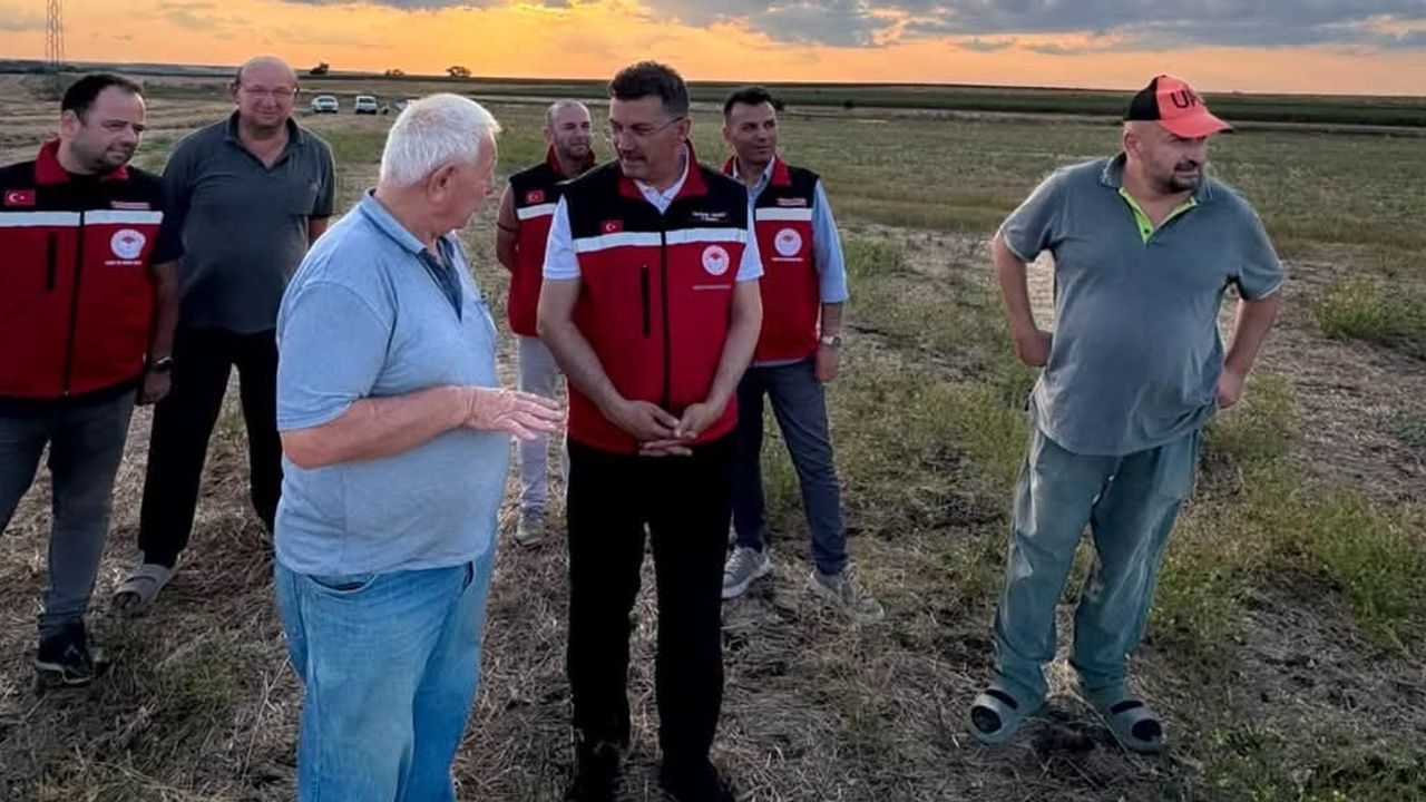 Muratlı'da merada çekirge ilaçlaması: üretime zarar riski yok