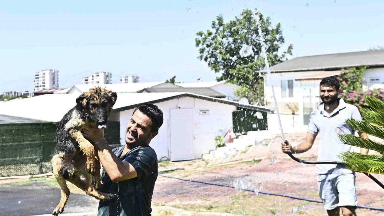 Muratpaşa’dan patili dostlara serin dokunuş