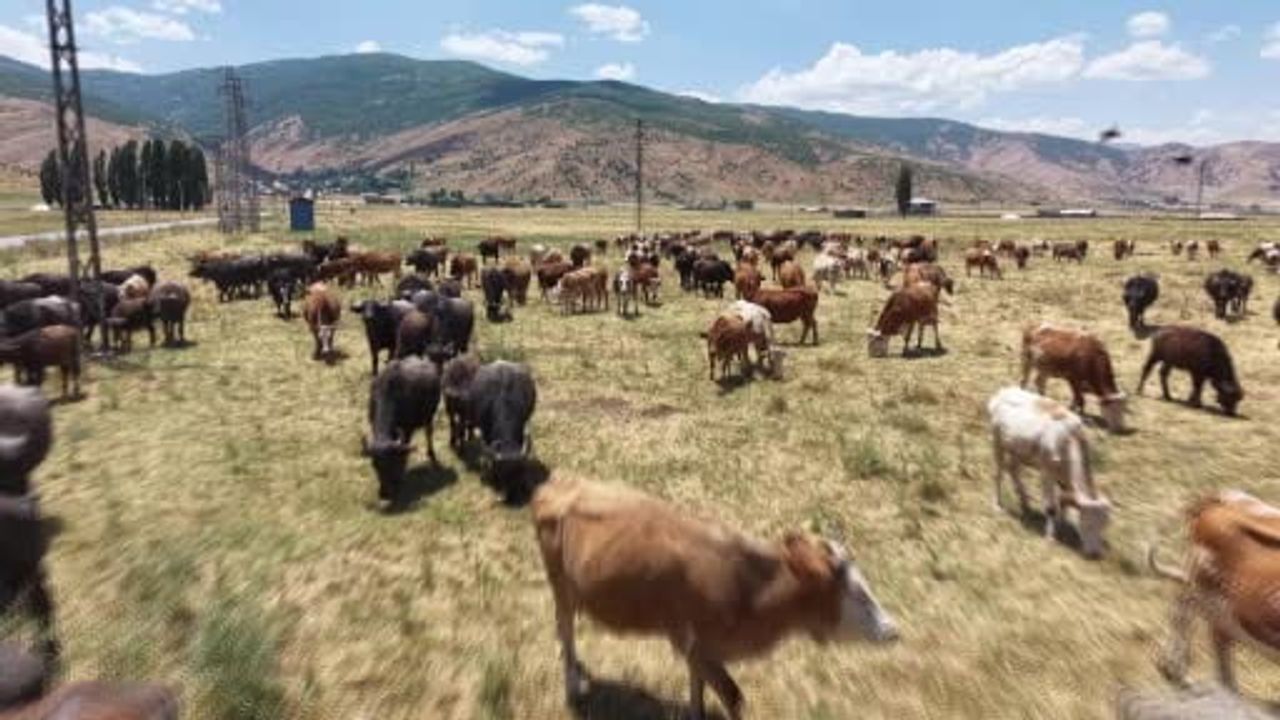Muş'ta mandaların Karasu Nehri'ne girerek serinleme molası