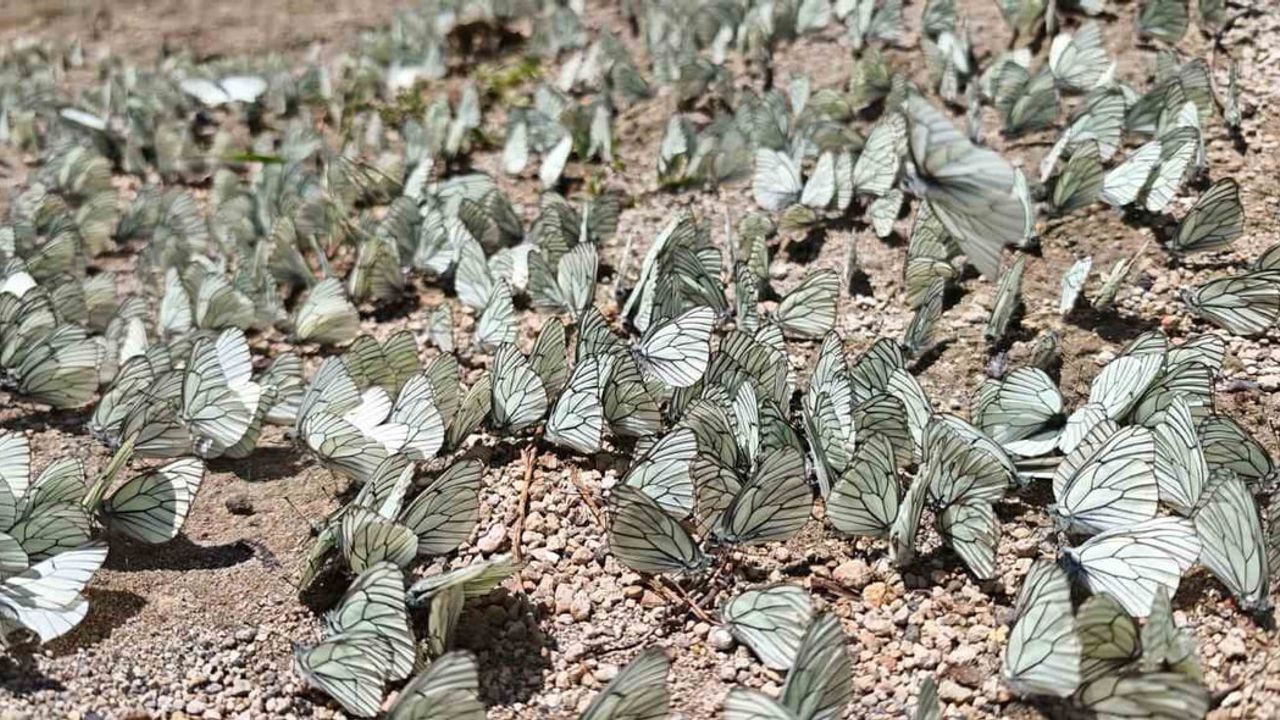 Nemrut Krater Gölü'nde alıç kelebeği yoğunluğu dikkat çekti
