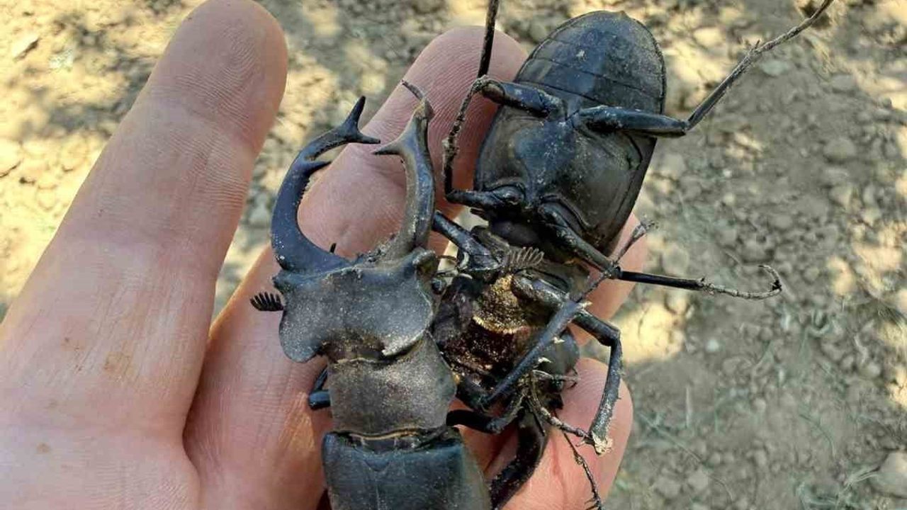 Nesli tükenme tehlikesi altındaki geyik böceği Gördes'te görüntülendi
