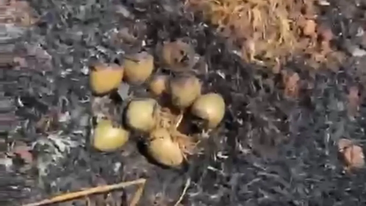 Oğuzeli'nde otluk yangını kuş yuvalarını etkiledi