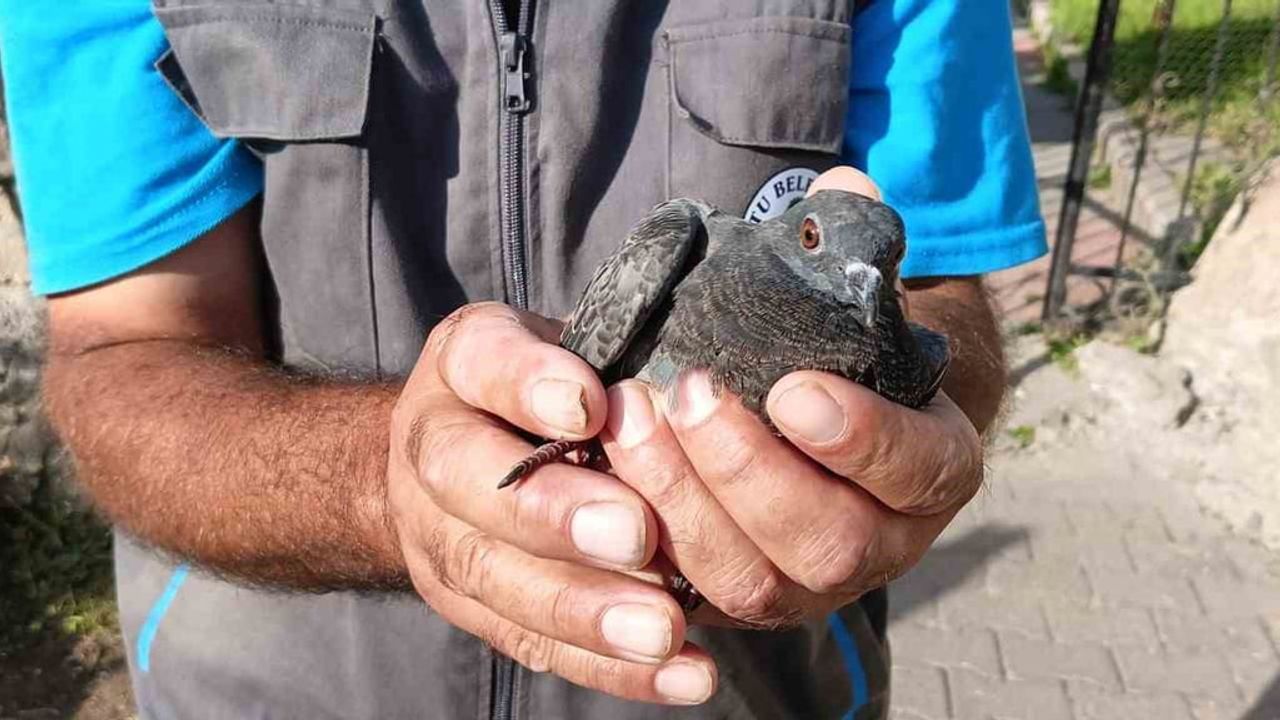 Oltu'da temizlik personelinin kurtardığı güvercin vatandaşların takdirini kazandı
