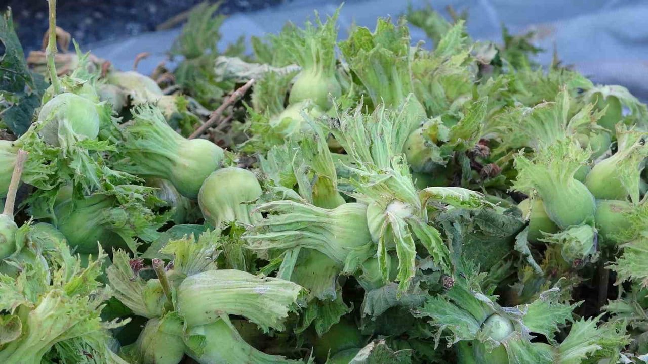 Ordu’da taze fındık tezgahlarda kilosu 200 lira