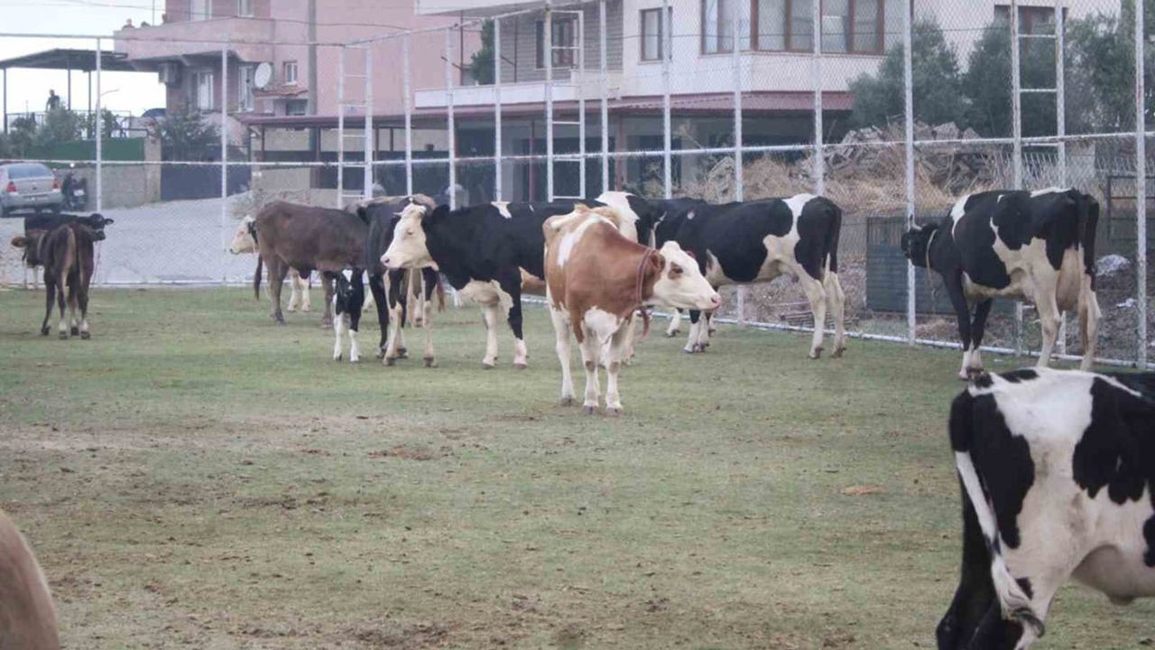 Orman yangını sonrası Mutaflar'da hayvanlara halı sahada geçici barınma