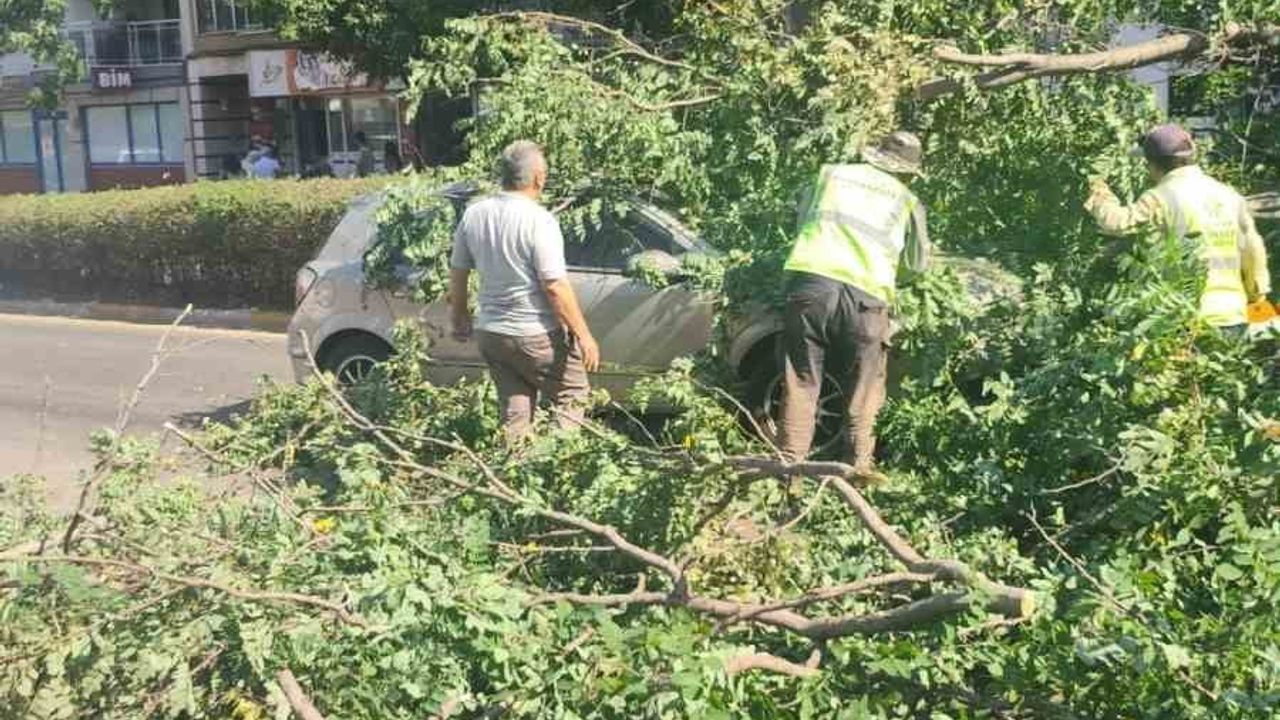 Orta refüjdeki ağaç seyir halindeki otomobilin üzerine devrildi