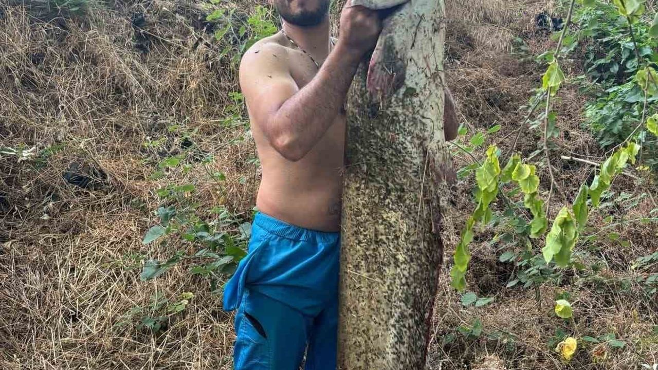 Osmaneli'nde yaklaşık 40 kilogramlık yayın balığı yakalandı