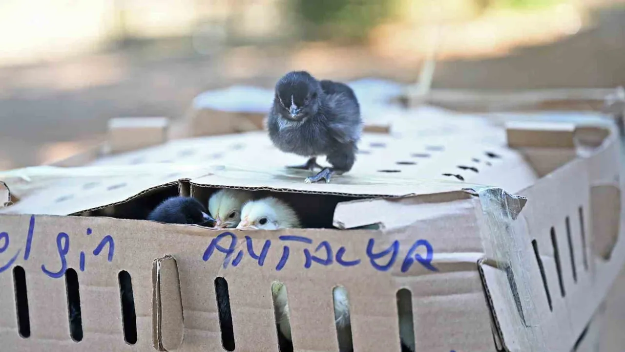 Otobüsle Bursa’dan Antalya’ya karton koliler ile 700 civciv gönderildi
