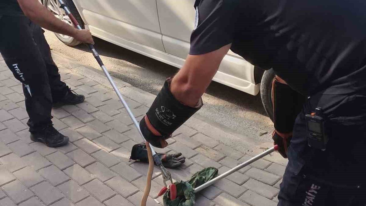 Park halindeki minibüsün motorundaki yılan dikkatleri itfaiyeye çevirdi
