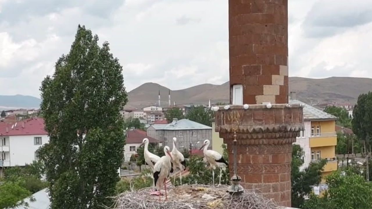 Patnos’ta leylekler bu yıl temmuzda yuvalarına döndü
