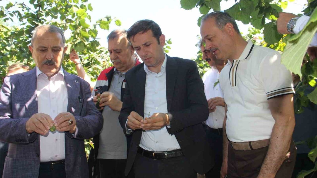 Rakım ve ekolojiye göre fındıkta en uygun çeşitler belirlendi