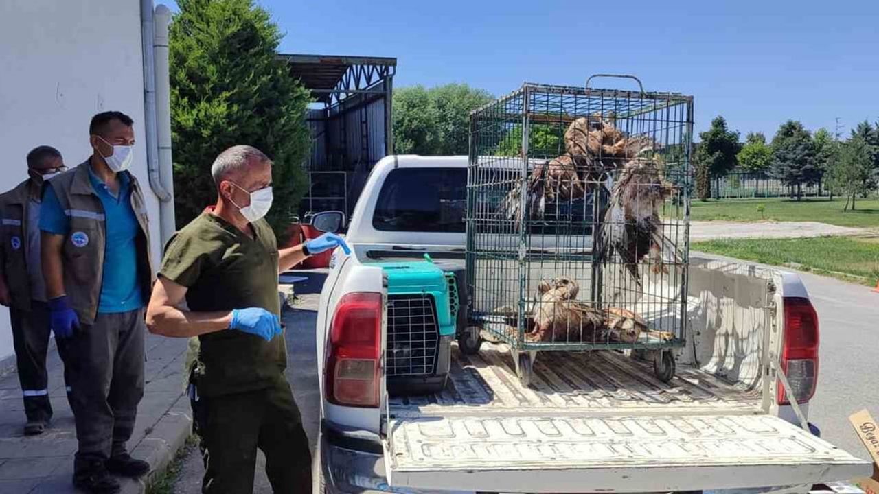 Rehabilitasyonu tamamlanan 35 yaban kuşu doğayla buluşturuldu