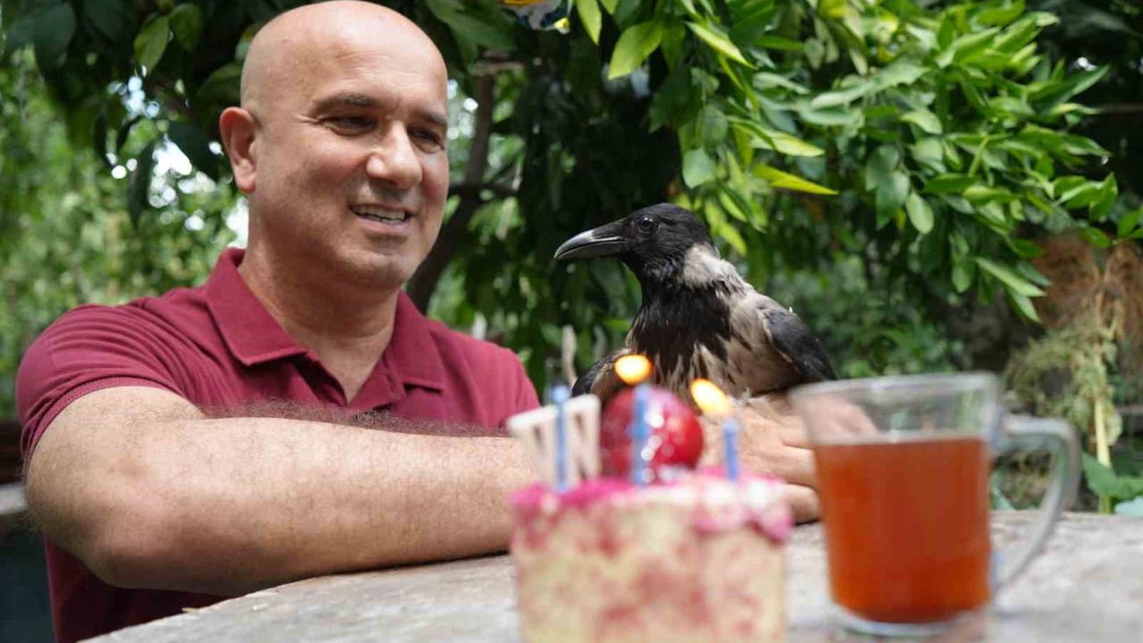 Rize çayı ve kavurma favorisi karga üçüncü yaşını bahçede kutladı