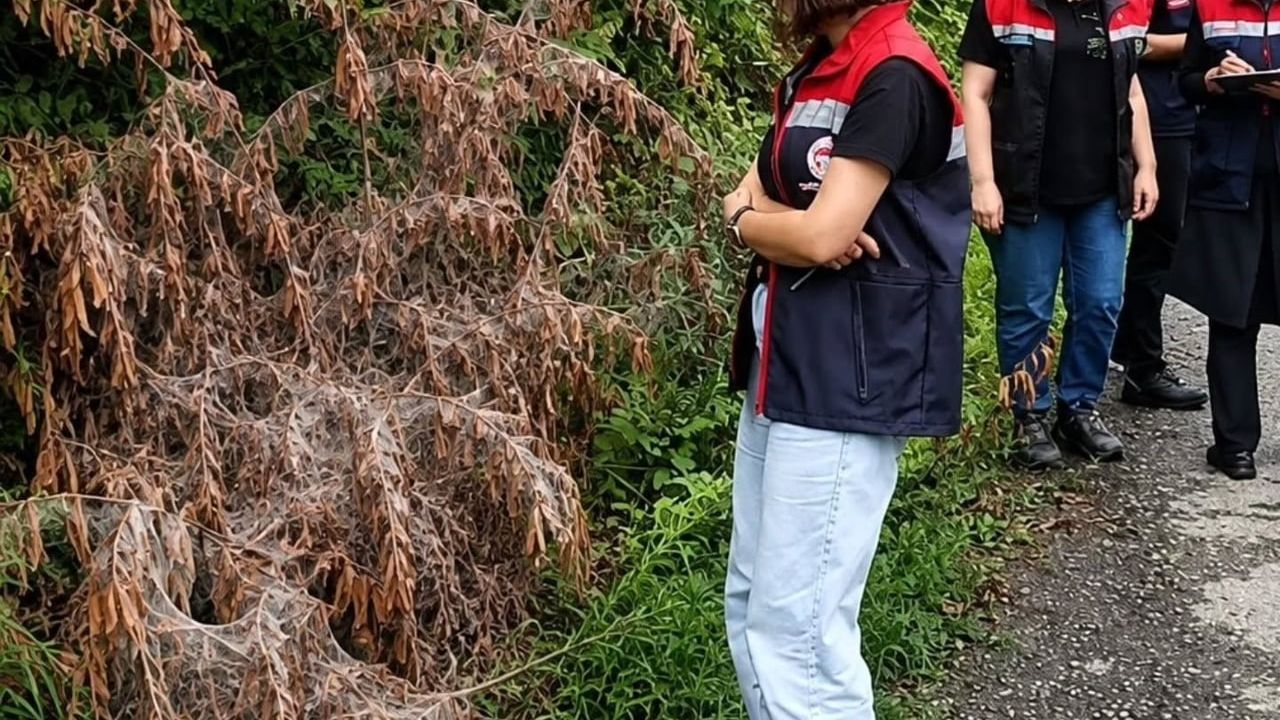 Rize'de Amerikan beyaz kelebeği ile mücadele başladı