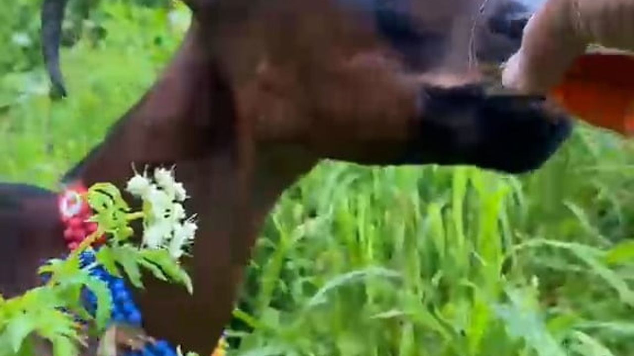 Rize'de bardaktan çay içen keçinin görüntüsü sosyal medyada ilgi gördü