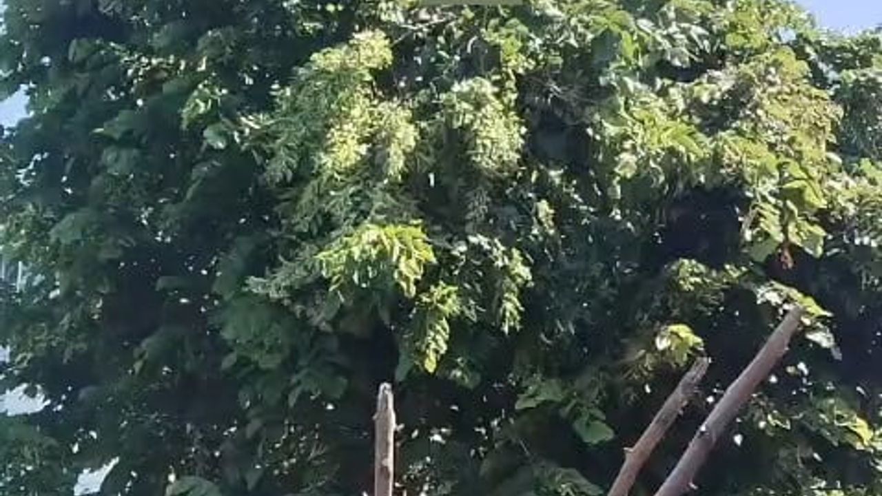 Rize'de ıhlamur budarken elektrik tellerine temas eden kişi yaşamını yitirdi