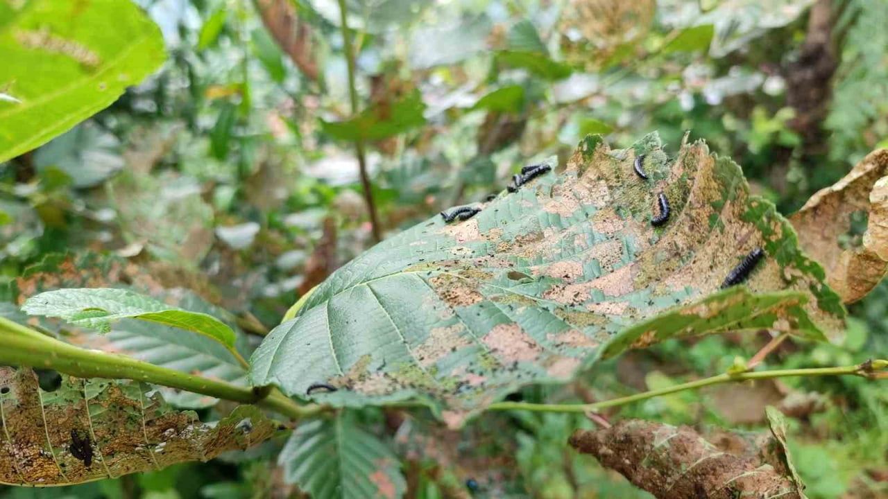 Rize’de kızıl ağaçlarda siyah kurtlar tedirginlik yaratıyor