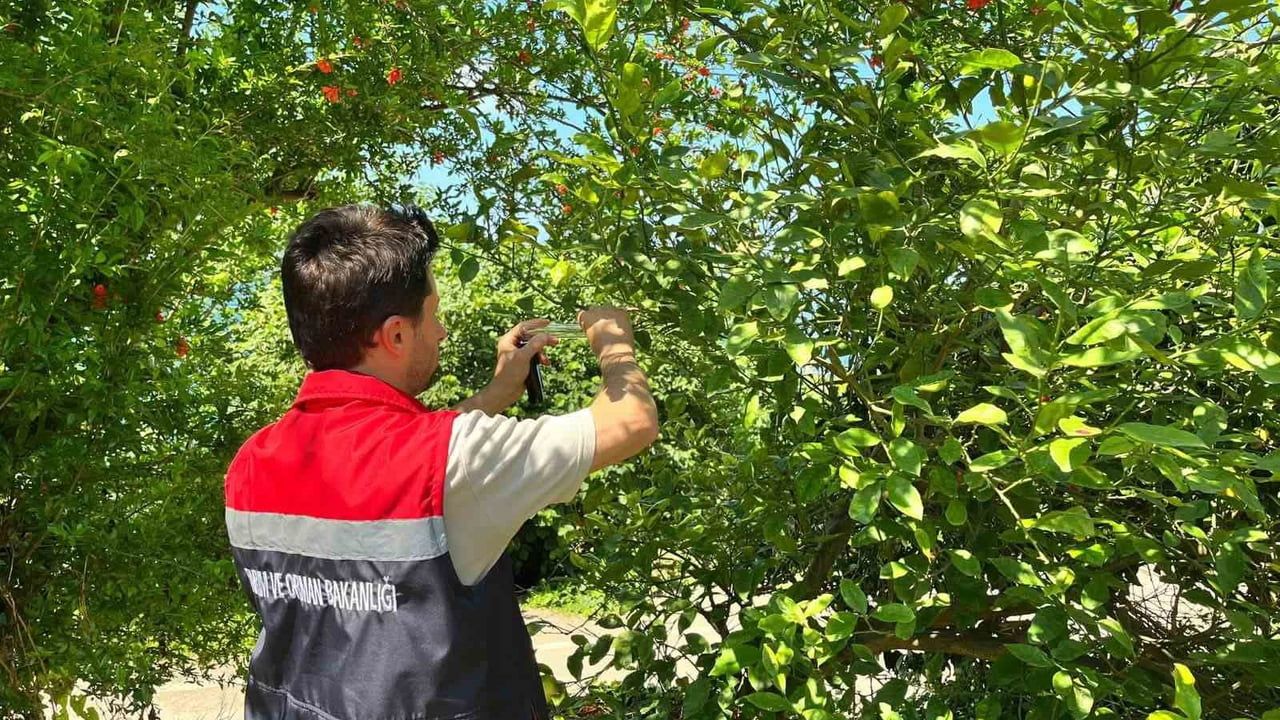 Rize’de kokarca zararlısına karşı doğaya 'samuray arısı' salındı