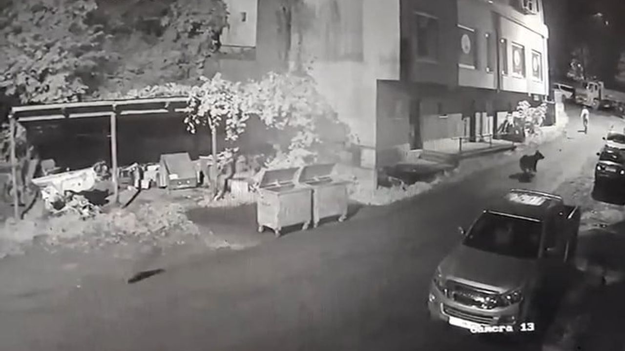 Rize’de vatandaşı ayı kovaladı, anlar güvenlik kamerasına yansıdı
