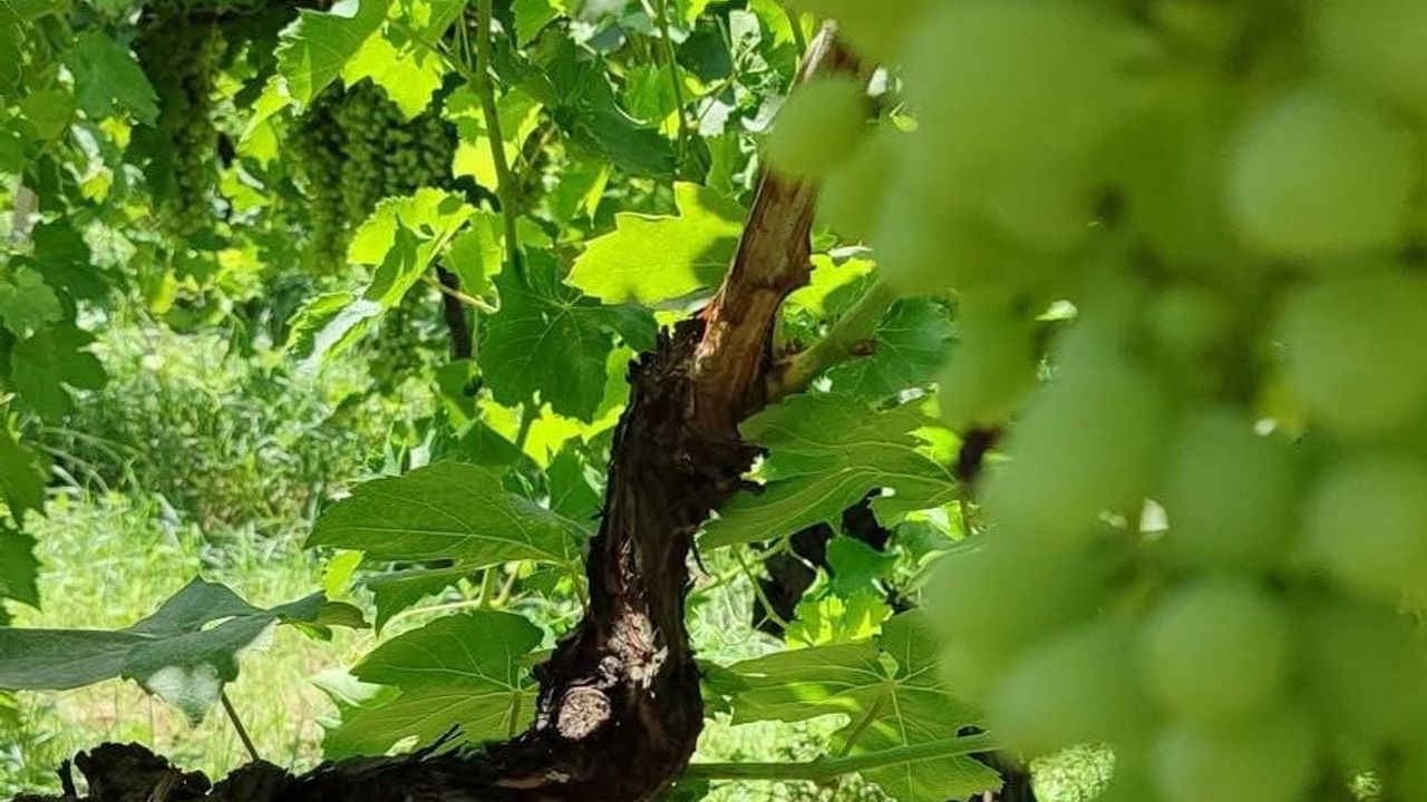 Salihli’de bağ salkım güvesi için 3. nesil uyarısı