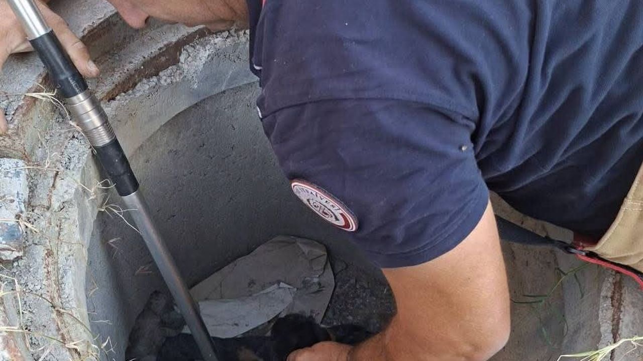 Samandağ'da kuyuya düşen yavru köpek kurtarıldı