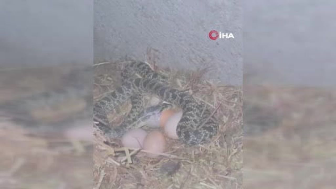 Samanlıktaki yılanı bileğine dolayan çiftçi yumurtayı kurtardı