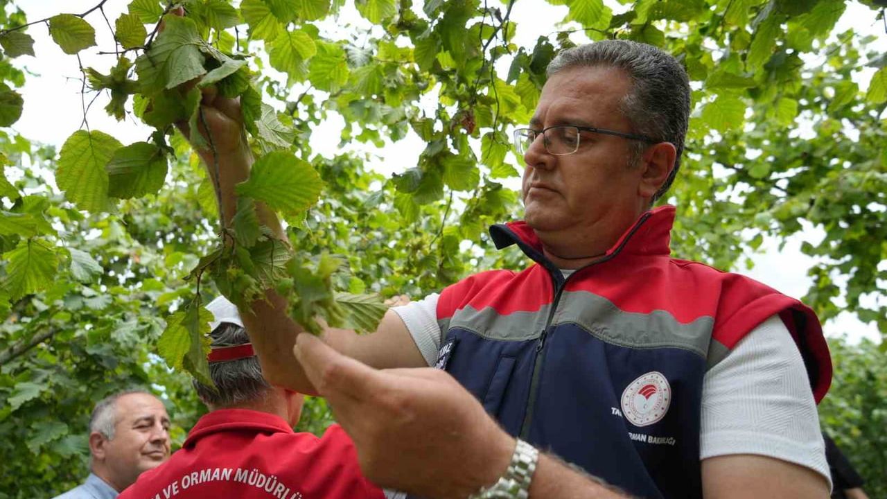 Samsun’da 2026 fındık rekolte tahmini netleşti