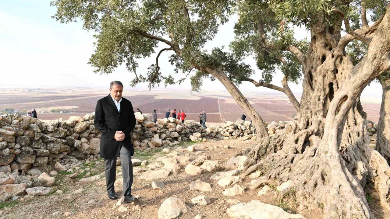 Şanlıurfa'da 1314 yıllık göbekli anıt zeytin ağacı için çevre düzenlemesi başlıyor