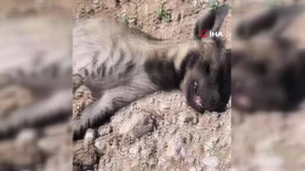 Şanlıurfa'da nesli tehdit altındaki çizgili sırtlan ölü bulundu