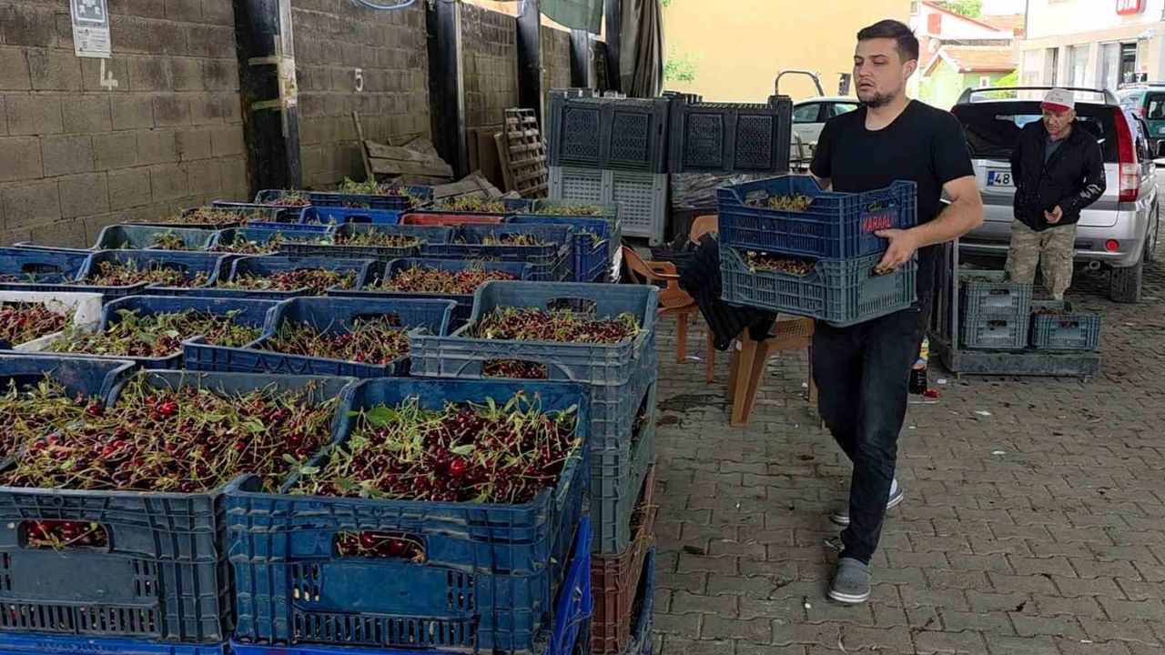 Şaphane'de üreticiler vişne için taban fiyat ve istikrar istiyor