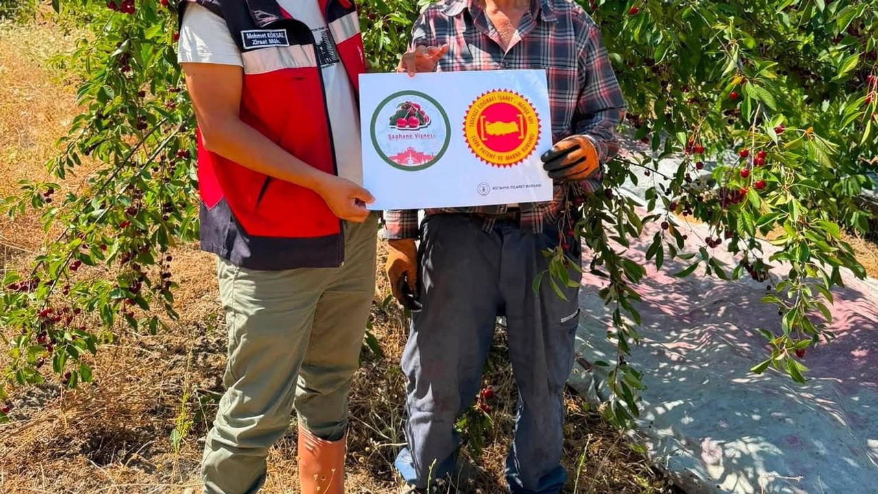 Şaphane vişnesinin coğrafi işaret yolculuğu saha denetimleriyle hızlanıyor