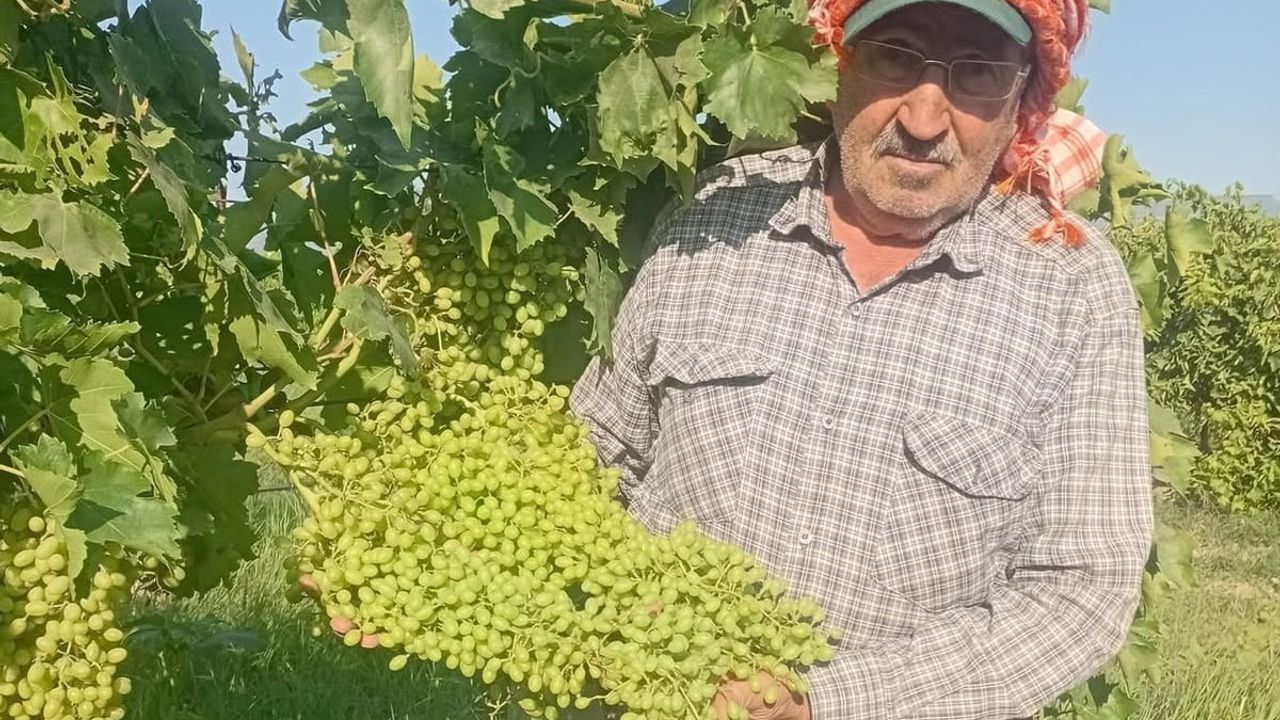 Sarıgöl’de dev salkımlar ihracat yolunda