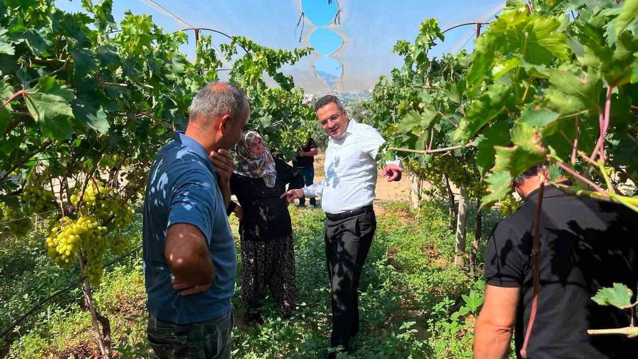Sarıgöl'de erkenci üzüm bağlarında dayanışma mesajı veren kaymakam Dalak