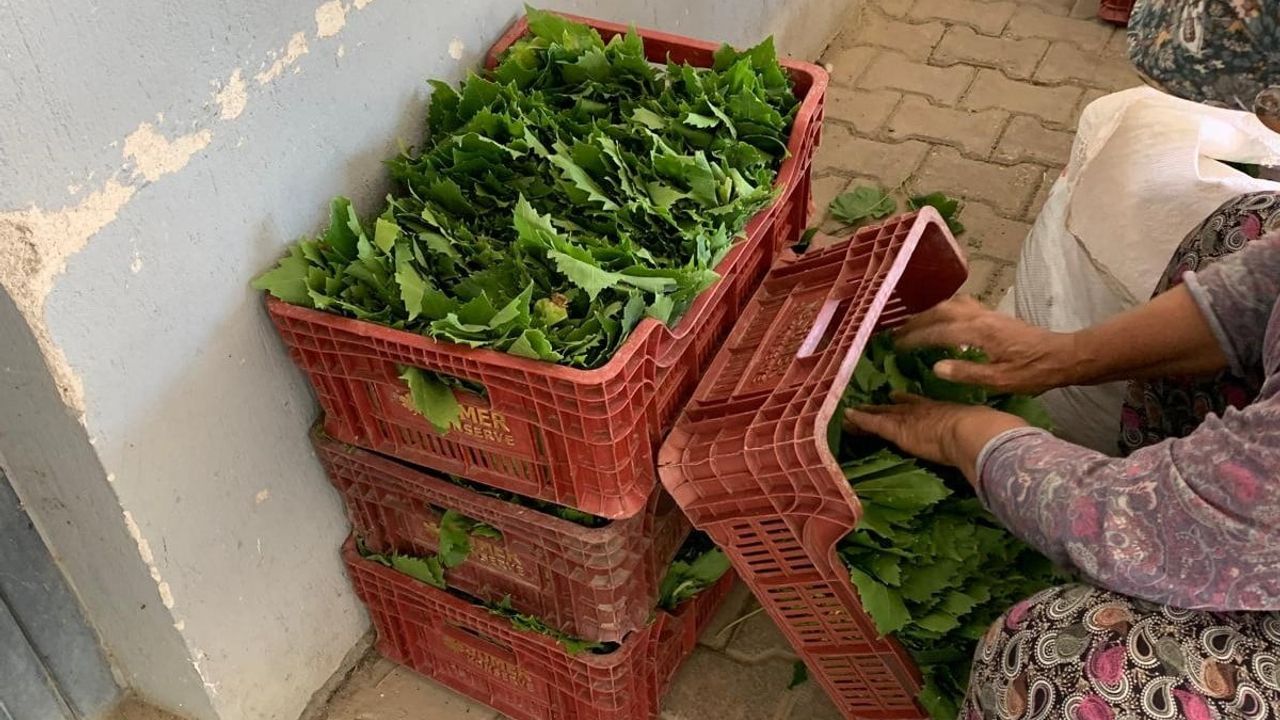 Sarıgöl’de yaprak fiyatları 35-40 lira aralığına düştü